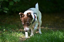狗,小獵犬,小狗