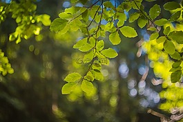 葉子,光,夏天