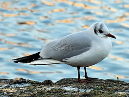 鳥,水生,嘴鷗
