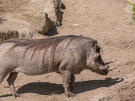 疣豬,非洲,野生動物