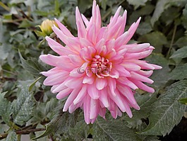 大麗花,花卉,粉色