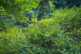 蓝莓,森林,覆盆子