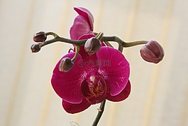 蘭花,紅色,開花