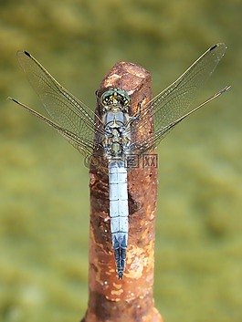 蜻蜓,蓝蜻蜓,筏