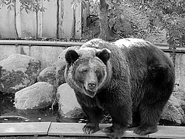黑與白,熊,動(dòng)物園