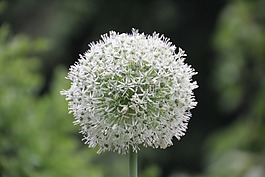 观赏葱,白,大蒜