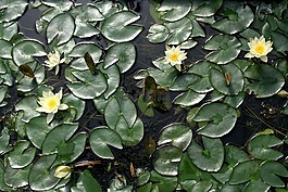 蓮花,大自然,池塘