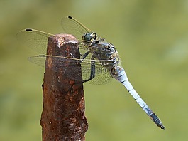 蜻蜓,藍蜻蜓,筏