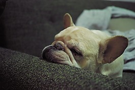 法國斗牛犬,狗,小狗