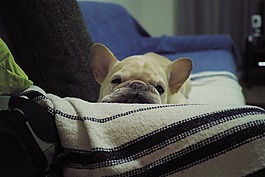 狗,可愛,法國斗牛犬