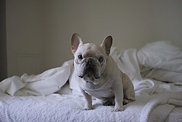 狗,可愛,法國斗牛犬