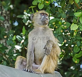 狒狒,猴子,靈長類動物