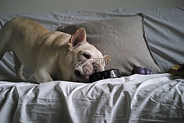 狗,可愛,法國斗牛犬