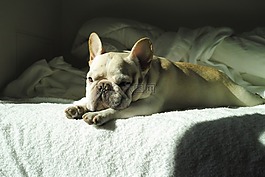 狗,可愛,法國斗牛犬