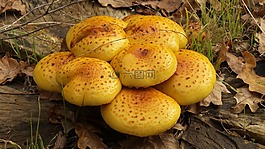 蘑菇,日志,黃色