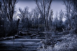 沼澤,性質(zhì),夜