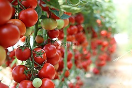 西紅柿,花園,蔬菜