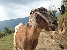 山羊,動物,哺乳動物