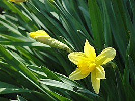 水仙,花卉,春天