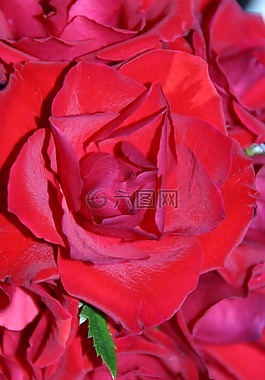 玫瑰,紅玫瑰,花卉