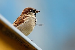 動(dòng)物,鳥(niǎo),棕色