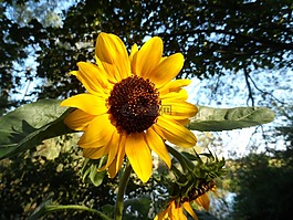 太陽花,黃色,夏末花