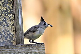 鳥,野生,自然