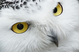 動物,鳥嘴,美麗
