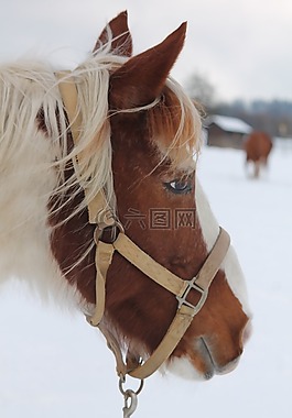馬,冬天,雪