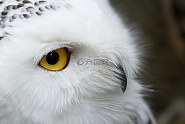 動物,鳥嘴,美麗