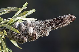 艾幕角,植物,花