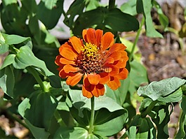 花,橙色,黃色