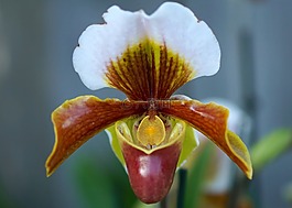 frauenschuh,蘭花,花