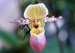 frauenschuh,蘭花,花