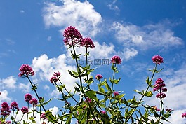 鮮花,天空,云