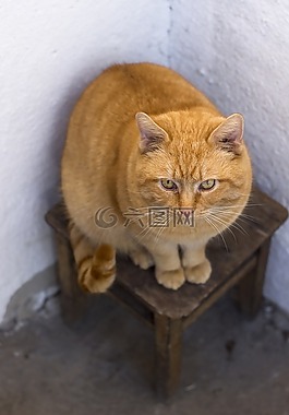 猫,红发,凳子