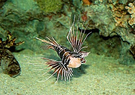 蝎子,魚,水族館