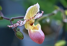 蘭花,frauenschuh,花