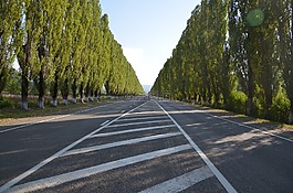 路,軌道,樹(shù)木