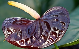 红掌,auberginefarbig,弗拉明戈花
