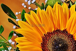 花束,太陽花,夏季