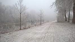 冬天,離,樹木