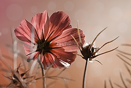 cosmea,花,厂
