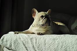 狗,可愛,法國斗牛犬