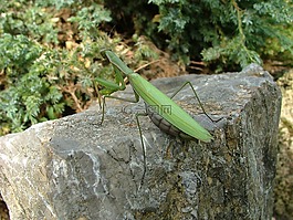 甲蟲(chóng),螳螂,昆蟲(chóng)