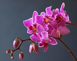 蘭花,花,開花