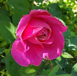 花,玫瑰,性質(zhì)
