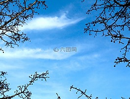 天空,云,樹