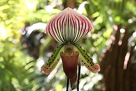 蘭花,花,植物