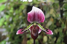 性質(zhì),蘭花,開花